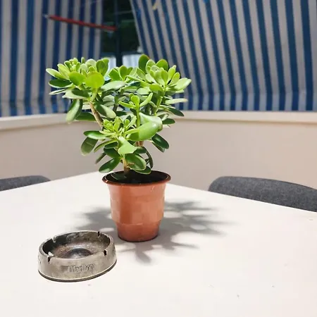 Cozy With Sunny Terrace Tirana